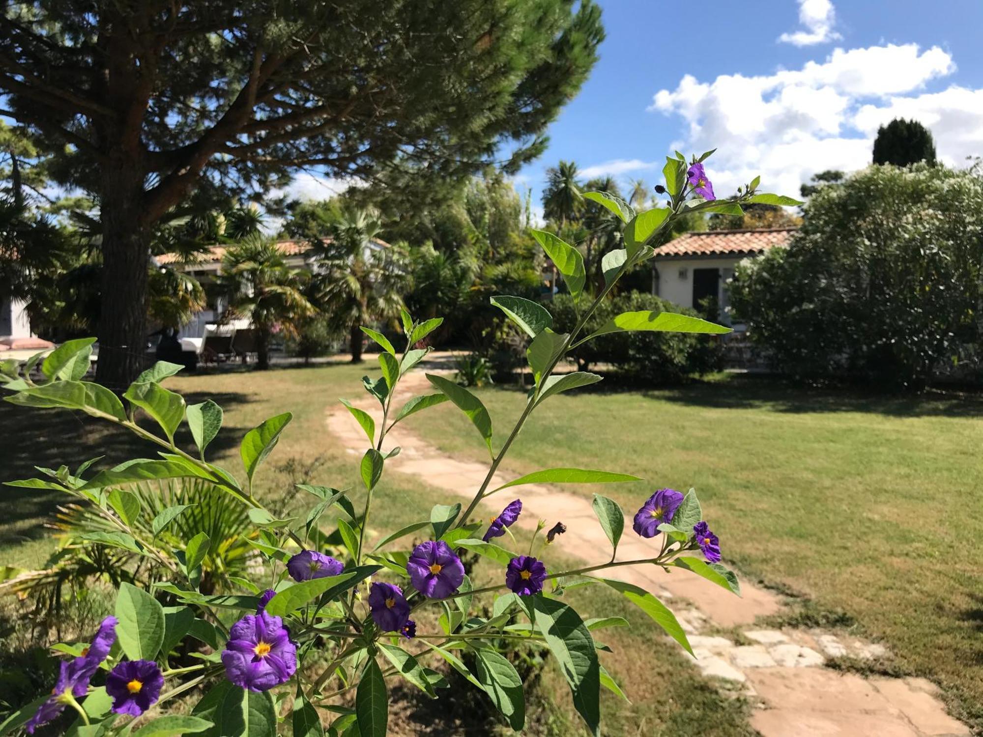 Le Jardin Des Portes Bed and Breakfast Les Portes-en-Re Esterno foto